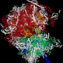 Ribosome