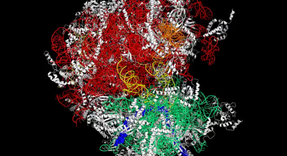 Ribosome